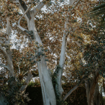 isCellJardines-10024