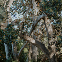 isCellJardines-10037