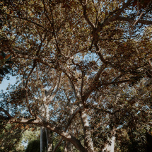 isCellJardines-10078